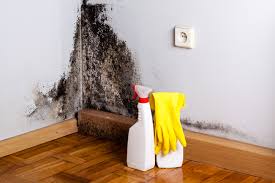 Why You Should Choose Our Mold Remediation Services in Superior, AZ